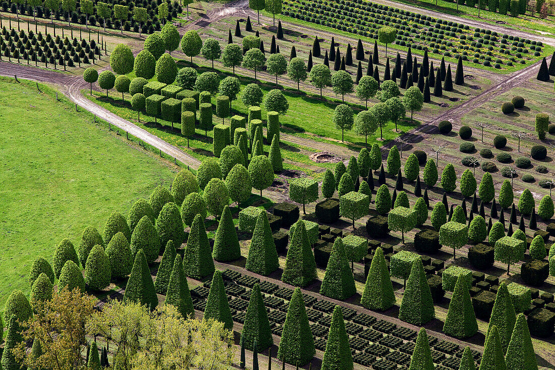 Aerial shot of a nursery garden with geometrically pruned trees, Leer, Lower Saxony, Germany