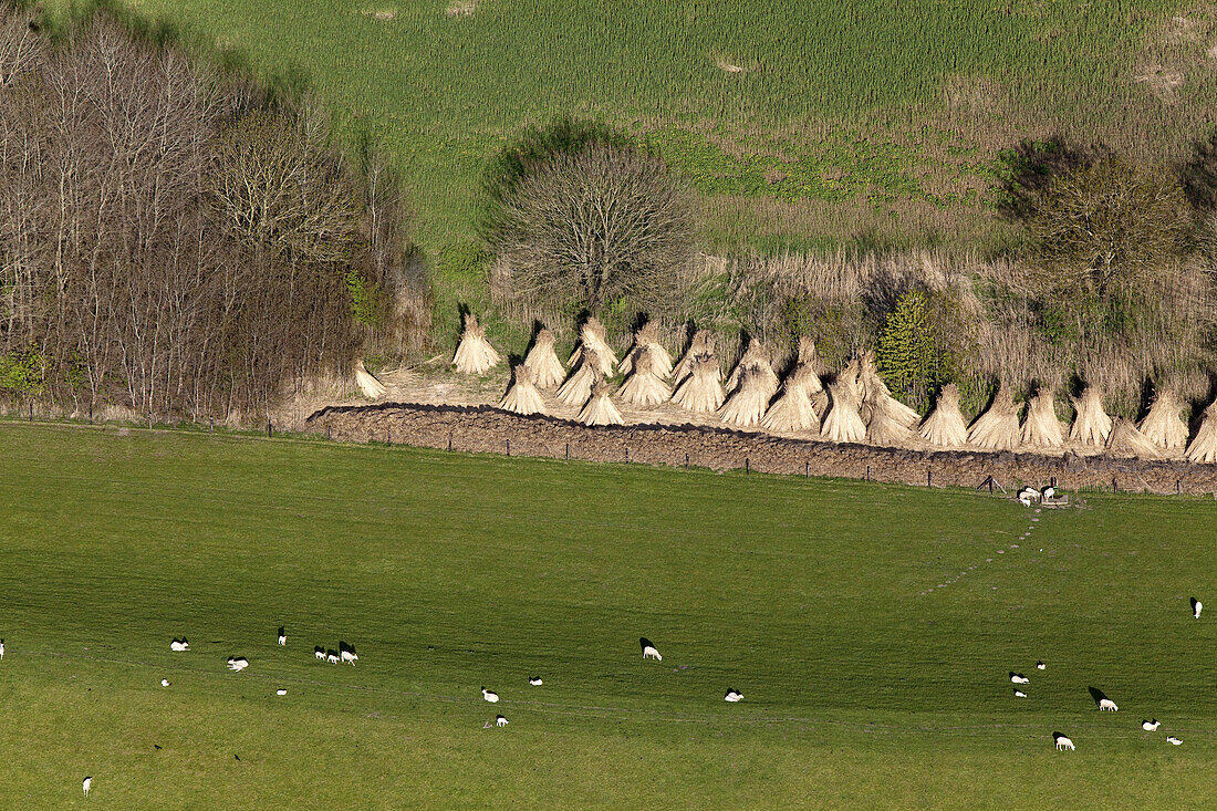 Luftbild, Viehweide mit Schilfgarben entlang Weserdeich, Niedersachsen, Deutschland