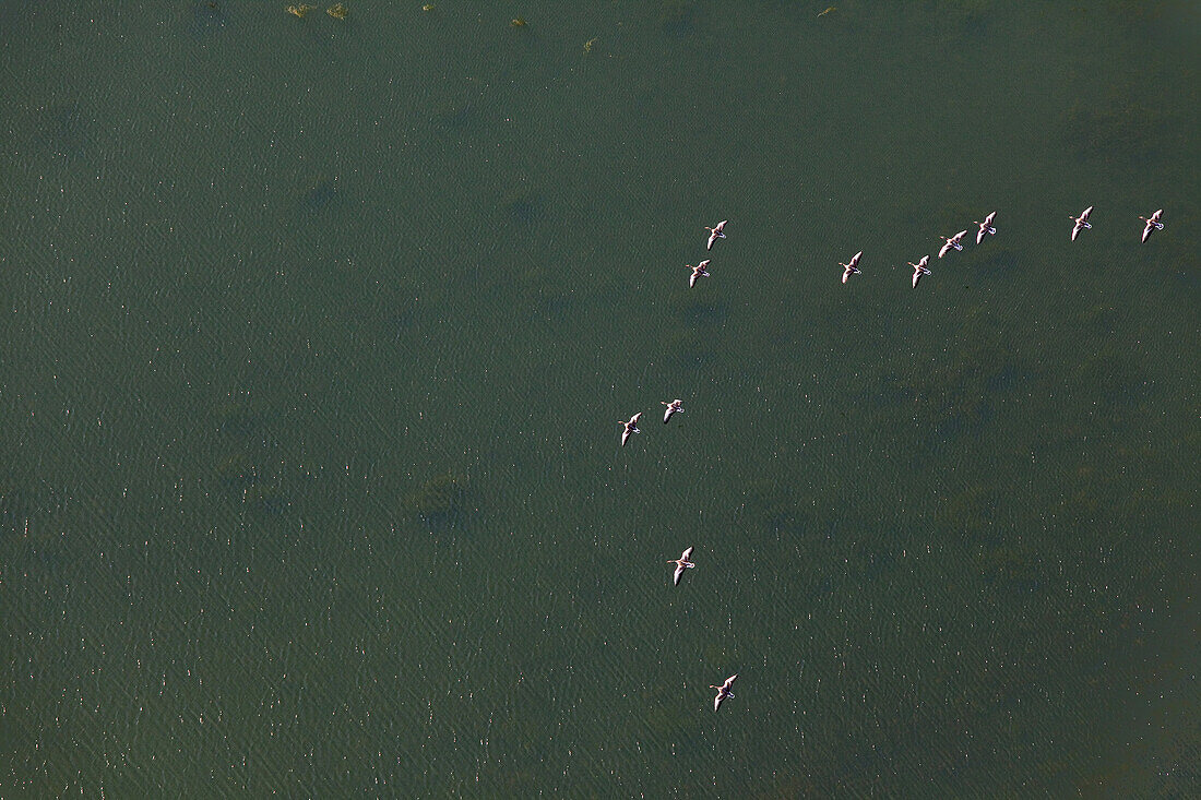 Aerial of birds in flight above the river Weser, Lower Saxony, Germany