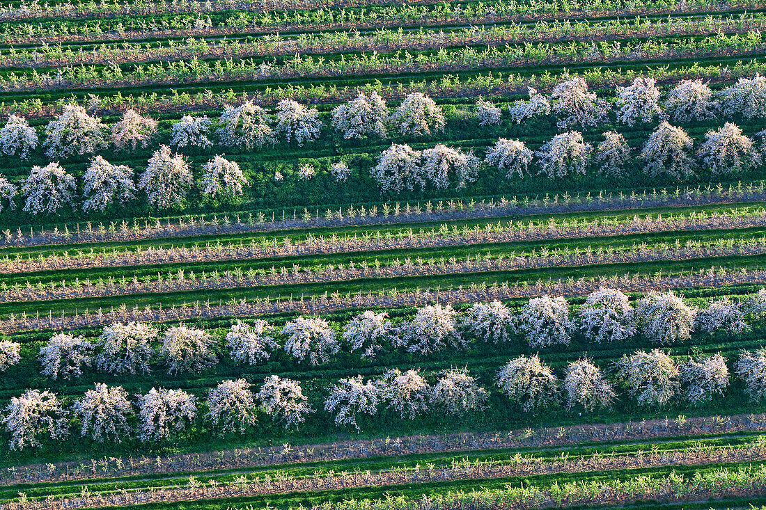 Obstblüte im Alten Land, Niedersachsen, Deutschland