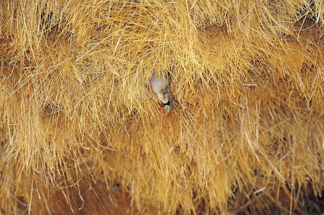 Webervogel blickt aus Webervogelnest, Philetairus socius, Namib Naukluft National Park, Namibwüste, Namib, Namibia