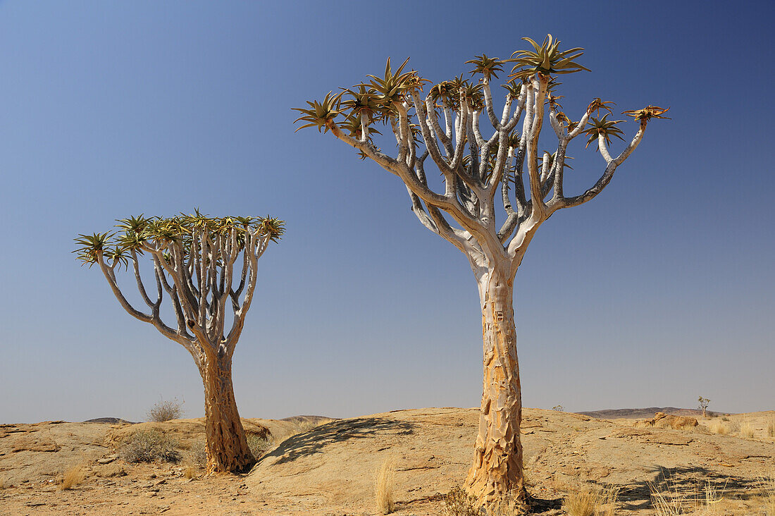 Köcherbäume, Aloe dichotoma, Namib Naukluft National Park, Namibwüste, Namib, Namibia