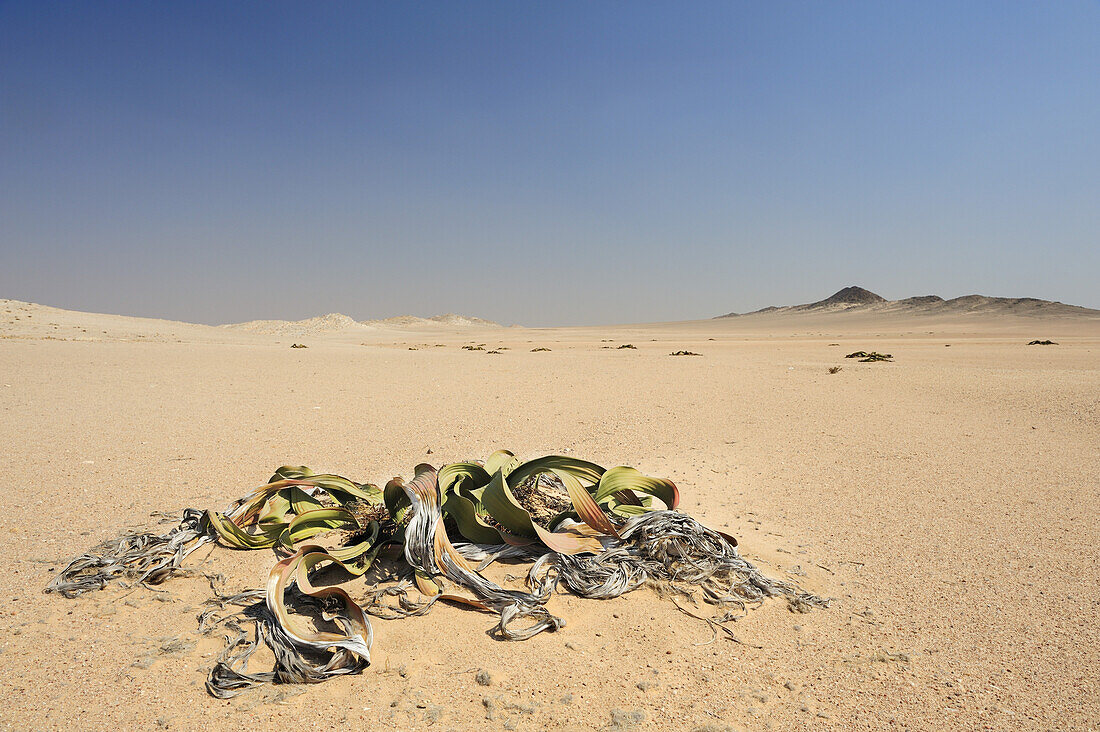 Welwitschia in desert pavement, Welwitschia mirabilis, Namib Naukluft National Park, Namib desert, Namib, Namibia
