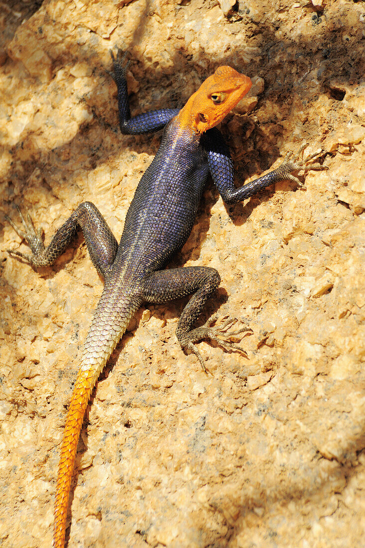 Lizard Agama planiceps, Spitzkoppe, Namibia