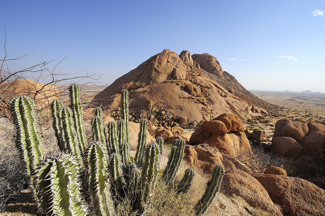 Succulent Euphorbia virosa in front of red granite mountains and balancing rock, Spitzkoppe, Namibia