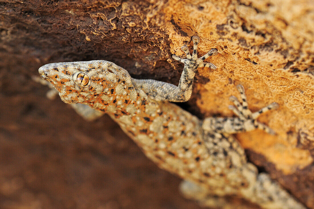 Gecko hanging head first at rock face, Erongo mountains, Namibia