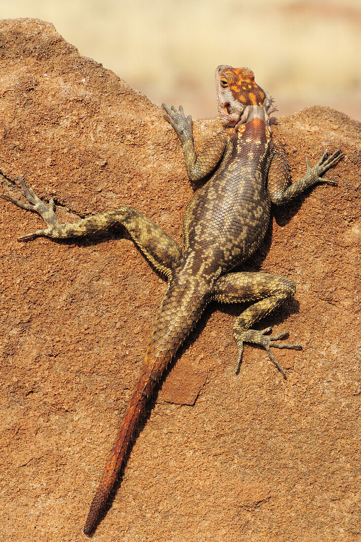Felsagame, Agama planiceps, Damaraland, Namibia