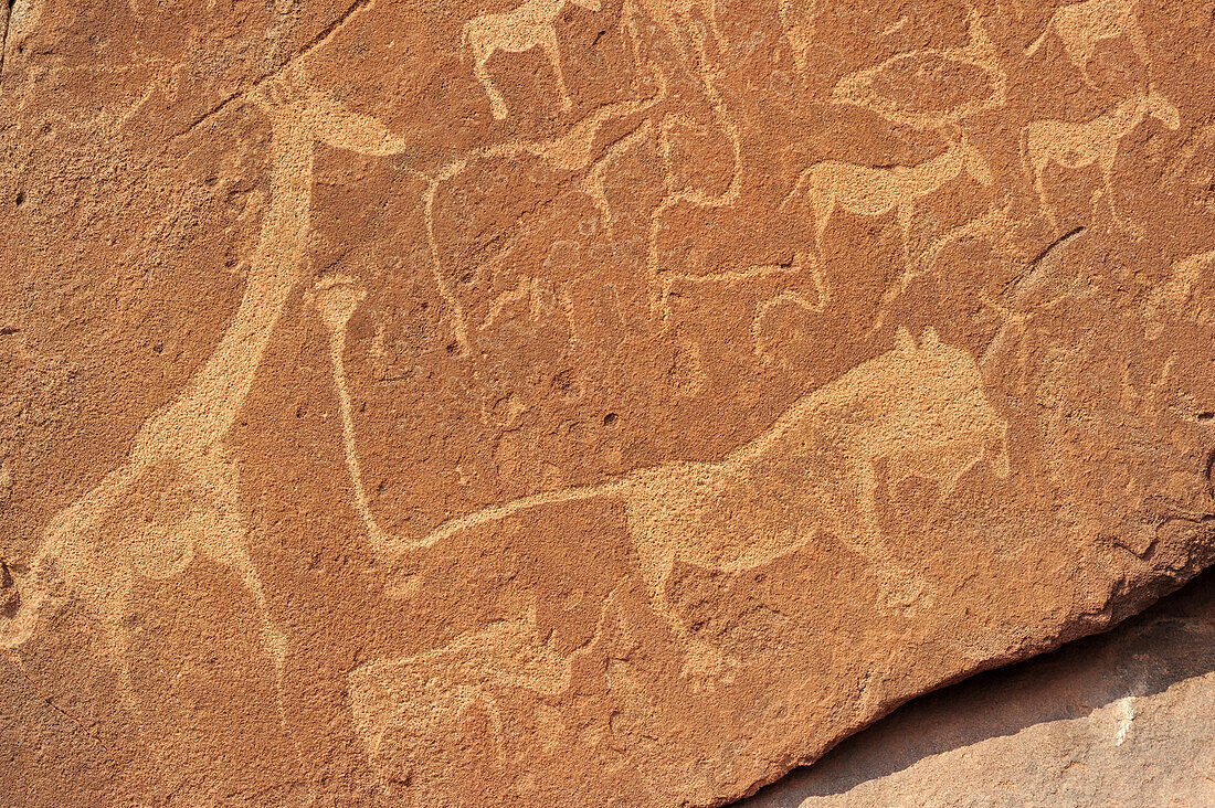Prähistorische Felszeichnungen als Felsritzung mit Giraffe, Nashorn, Gazellen und magischem Löwen, Twyfelfontain, UNESCO Weltkulturerbe Twyfelfontain, Damaraland, Namibia