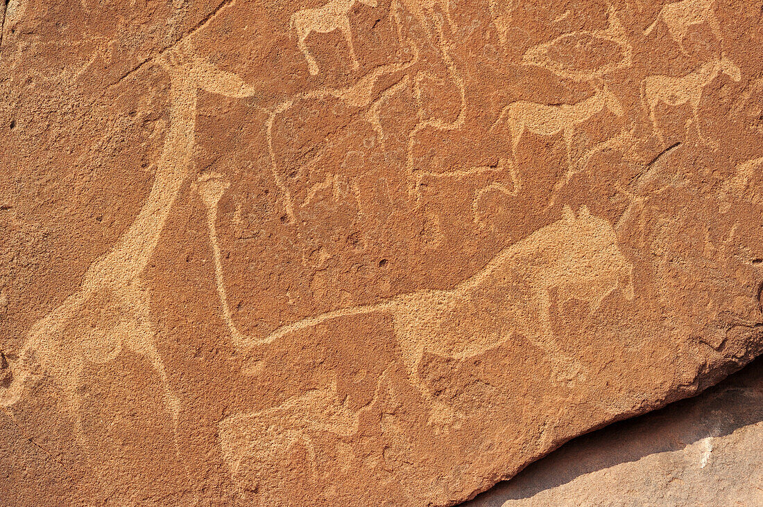 Prehistoric petrographs carved in stone with giraffe, rhinoceros, gazelles and magic lion, Twyfelfontain, UNESCO World Heritage Site Twyfelfontain, Damara land, Namibia