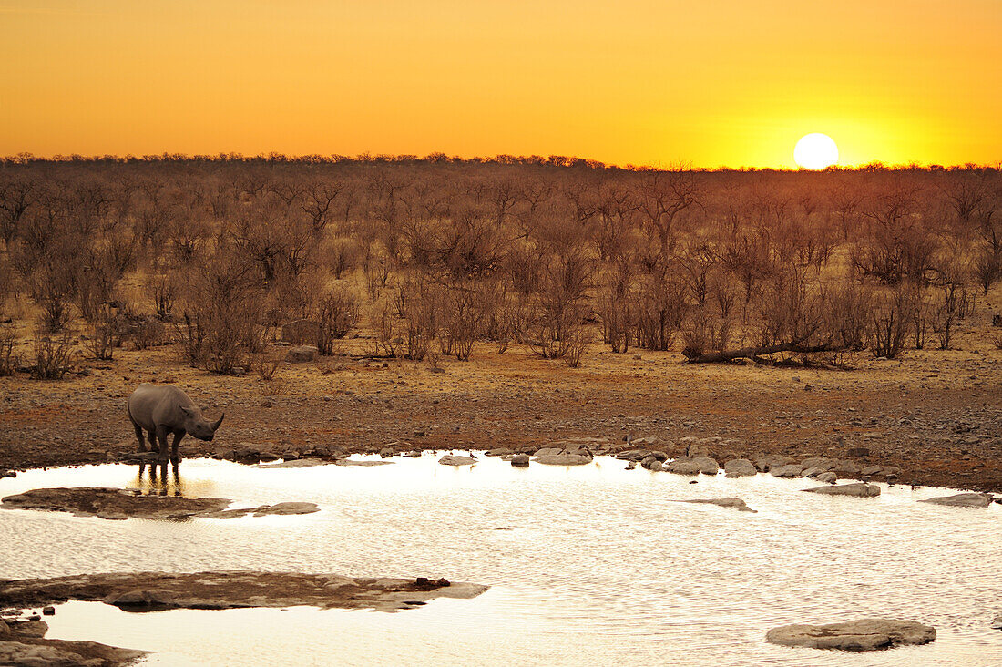 Nashorn steht bei Sonnenuntergang am Wasserloch, Spitzmaulnashorn, Diceros bicornis, Etosha National Park, Namibia