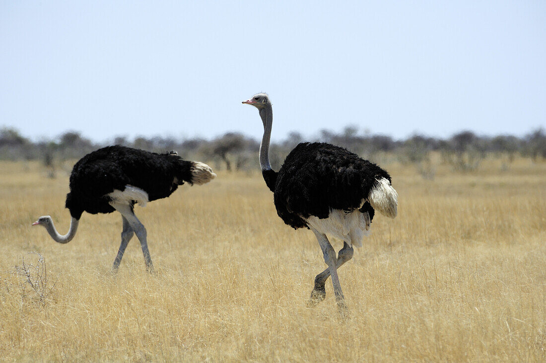 Two young ostriches walking over savannah, ostrich, Struthio camelus, Etosha National Park, Namibia