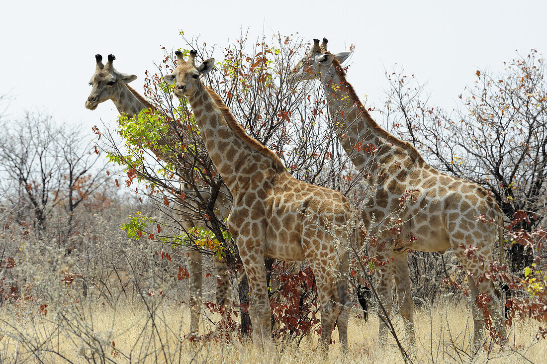 Drei Giraffen stehen in Buschsavanne, Giraffa camelopardalis, Etosha National Park, Namibia