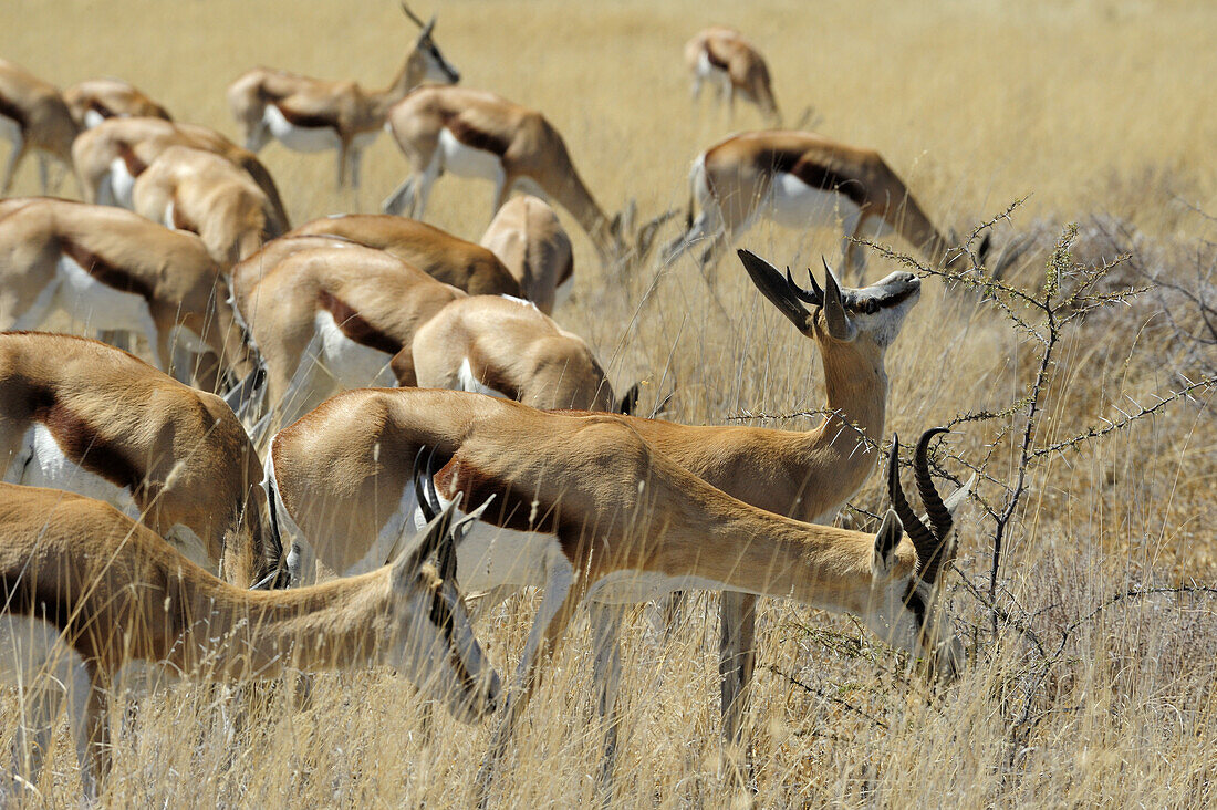 Herd of springbok grazing in savannah, Antidorcas marsupialis, Etosha National Park, Namibia