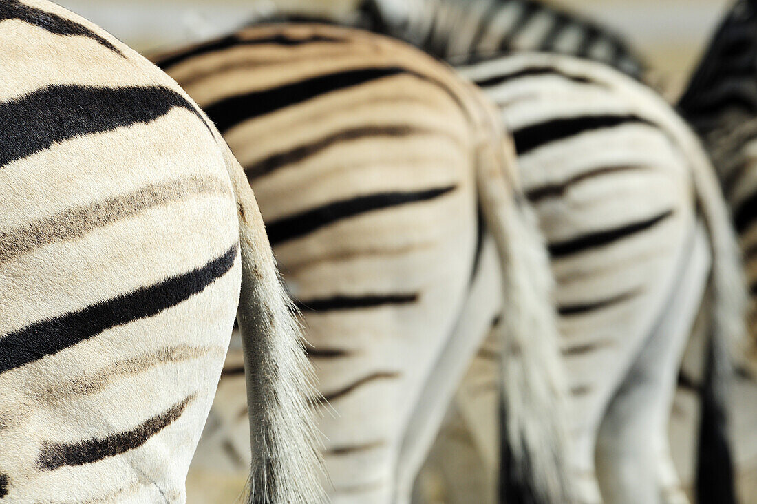 Herde Zebra von hinten, Steppenzebra, Equus burchelli, Etosha National Park, Namibia
