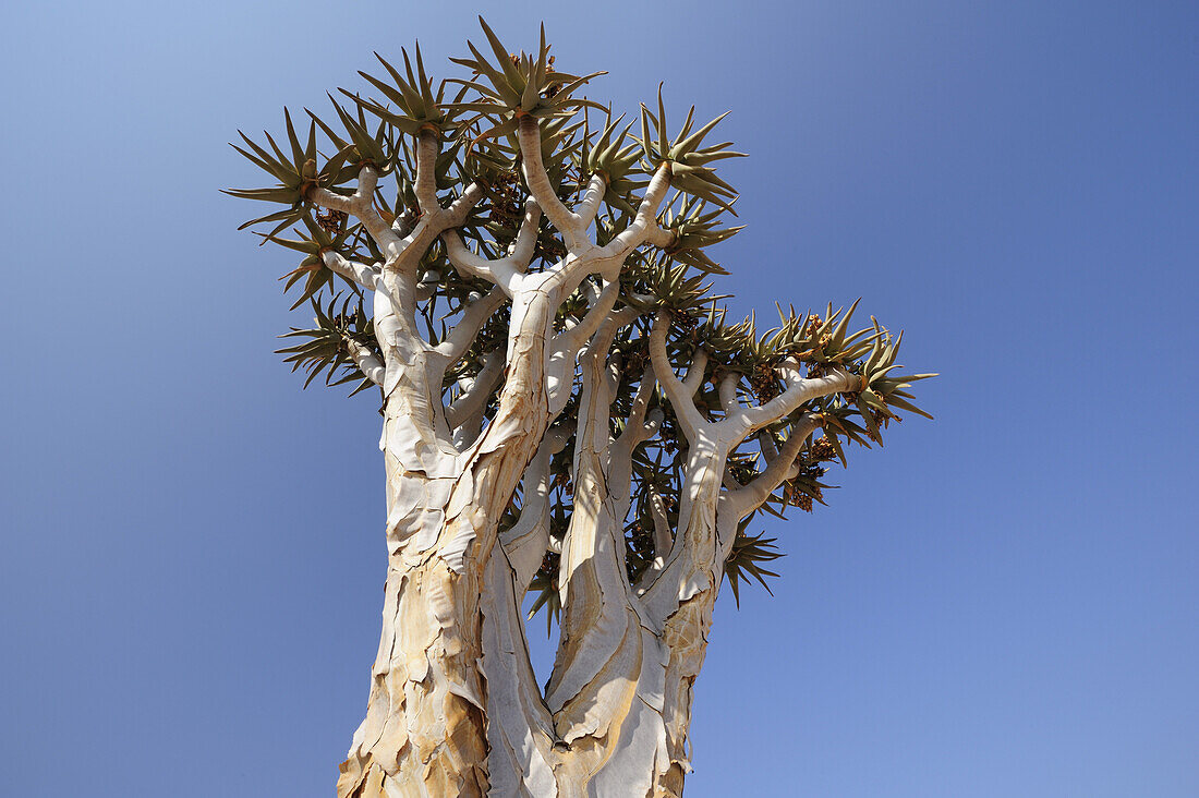 Köcherbaum, Aloe dichotoma, Namibwüste, Namib, Namibia