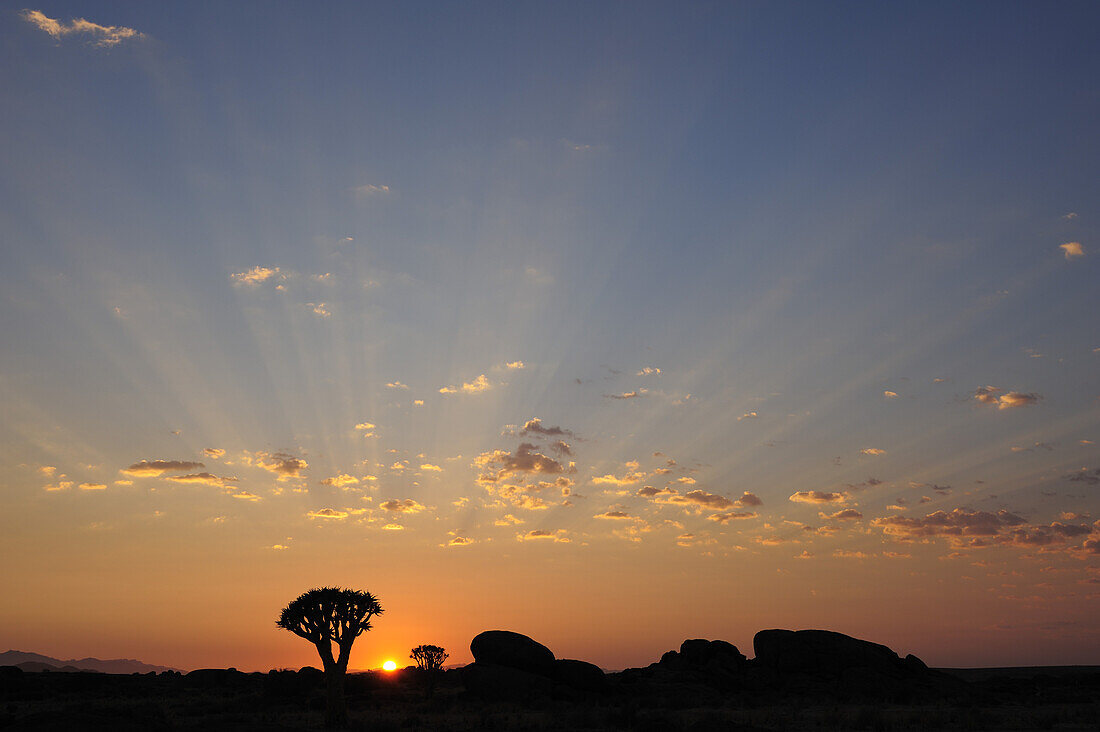 Sonnenaufgang über Felswüste mit Köcherbäume, Namib Naukluft National Park, Namibwüste, Namib, Namibia