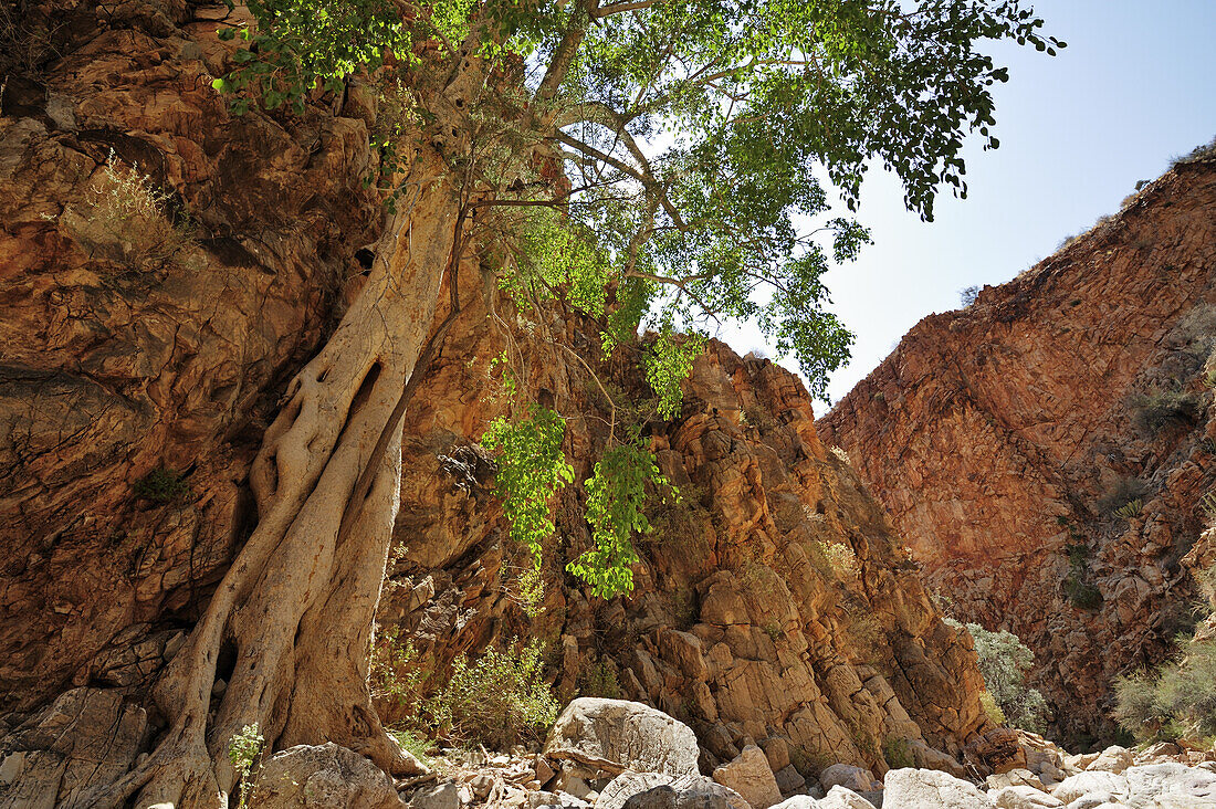Felsschlucht mit Baum, Olive Trail, Naukluftberge, Namib Naukluft National Park, Namibia