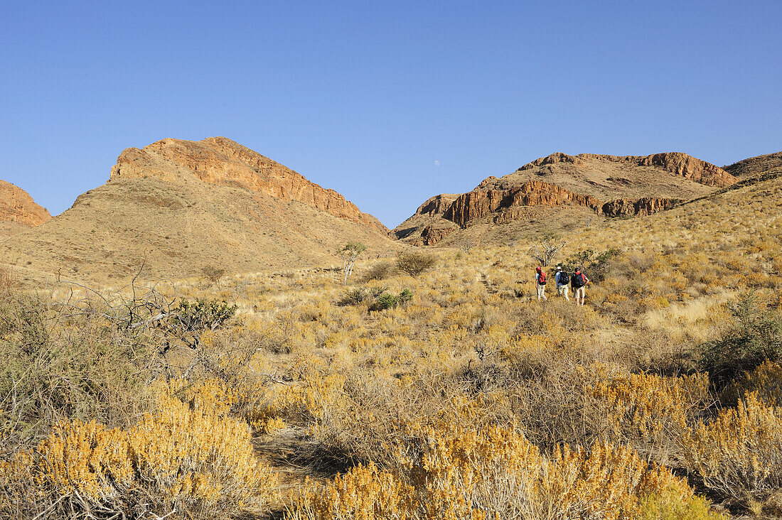 Three hiker walking through bush, Olive trail, Naukluft mountains, Namib Naucluft National Park, Namibia