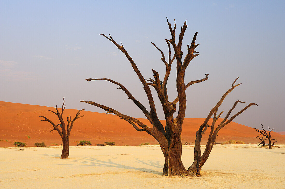 Abgestorbene Bäume vor roter Sanddüne, Deadvlei, Sossusvlei, Namib Naukluft National Park, Namibwüste, Namib, Namibia