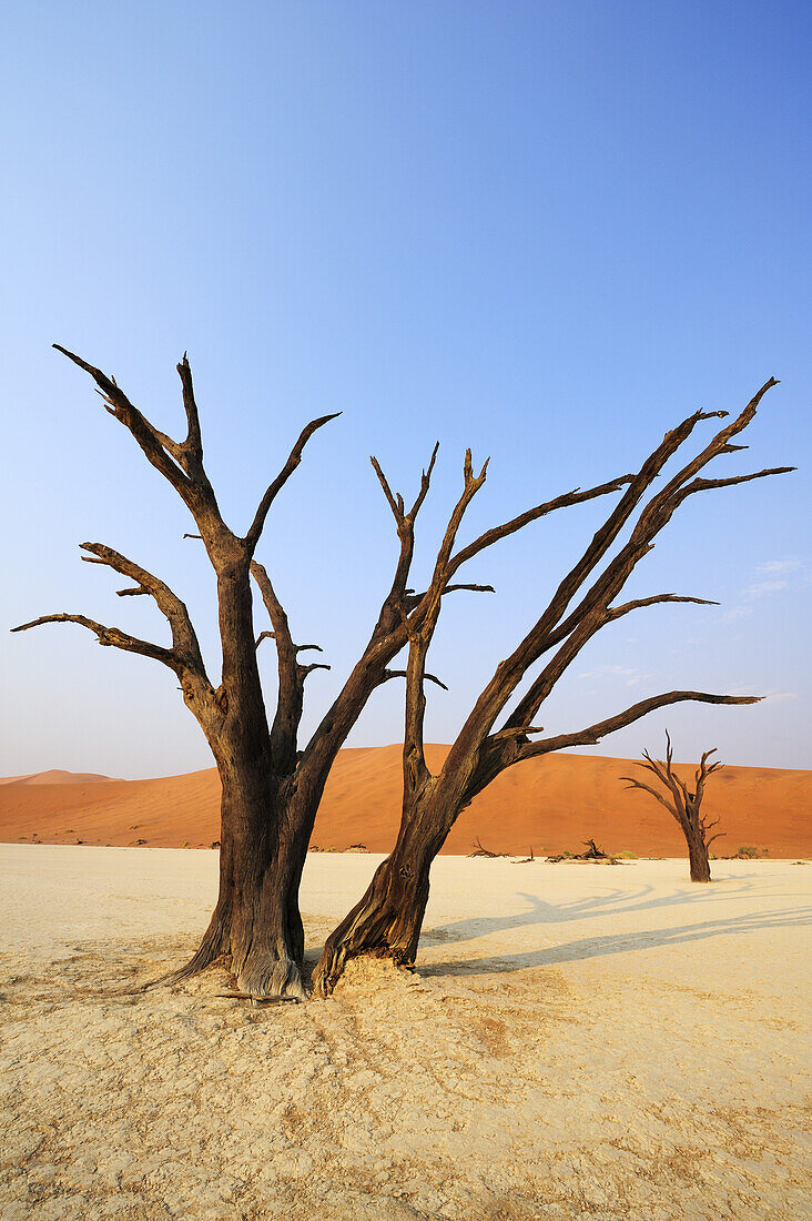 Dead trees in front of red sand dune, Deadvlei, Sossusvlei, Namib Naukluft National Park, Namib desert, Namib, Namibia