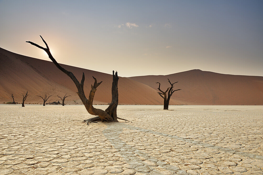 Abgestorbene Bäume auf Tonboden vor roter Sanddüne, Deadvlei, Sossusvlei, Namib Naukluft National Park, Namibwüste, Namib, Namibia