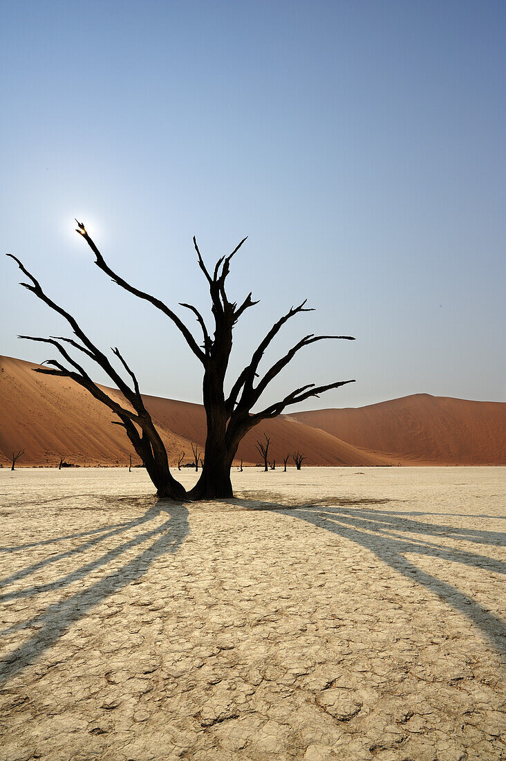 Abgestorbener Baum auf Tonboden vor roter Sanddüne, Deadvlei, Sossusvlei, Namib Naukluft National Park, Namibwüste, Namib, Namibia