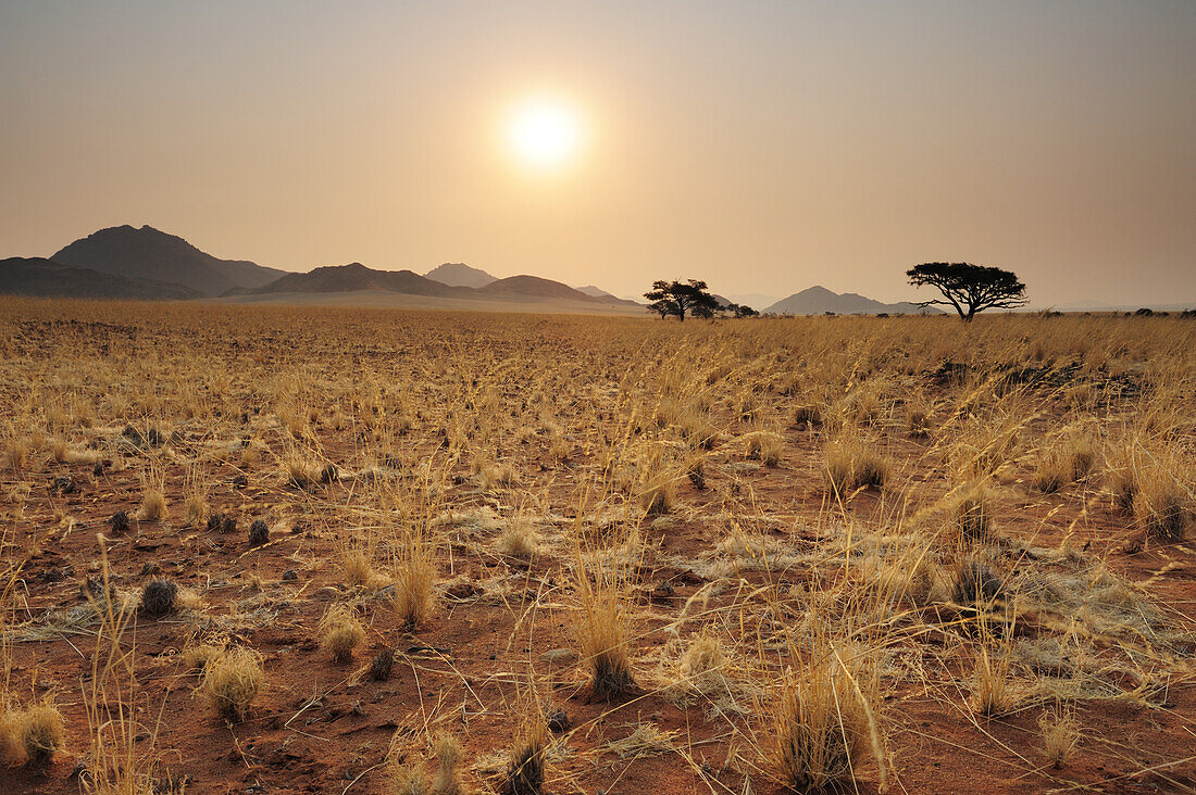 Savanne mit Savannengras und Kameldornbäumen, Namib Rand Nature Reserve, Namibwüste, Namibia
