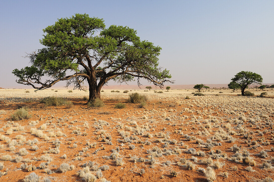 Camel-thorn tree in savannah, Namib desert, Namibia