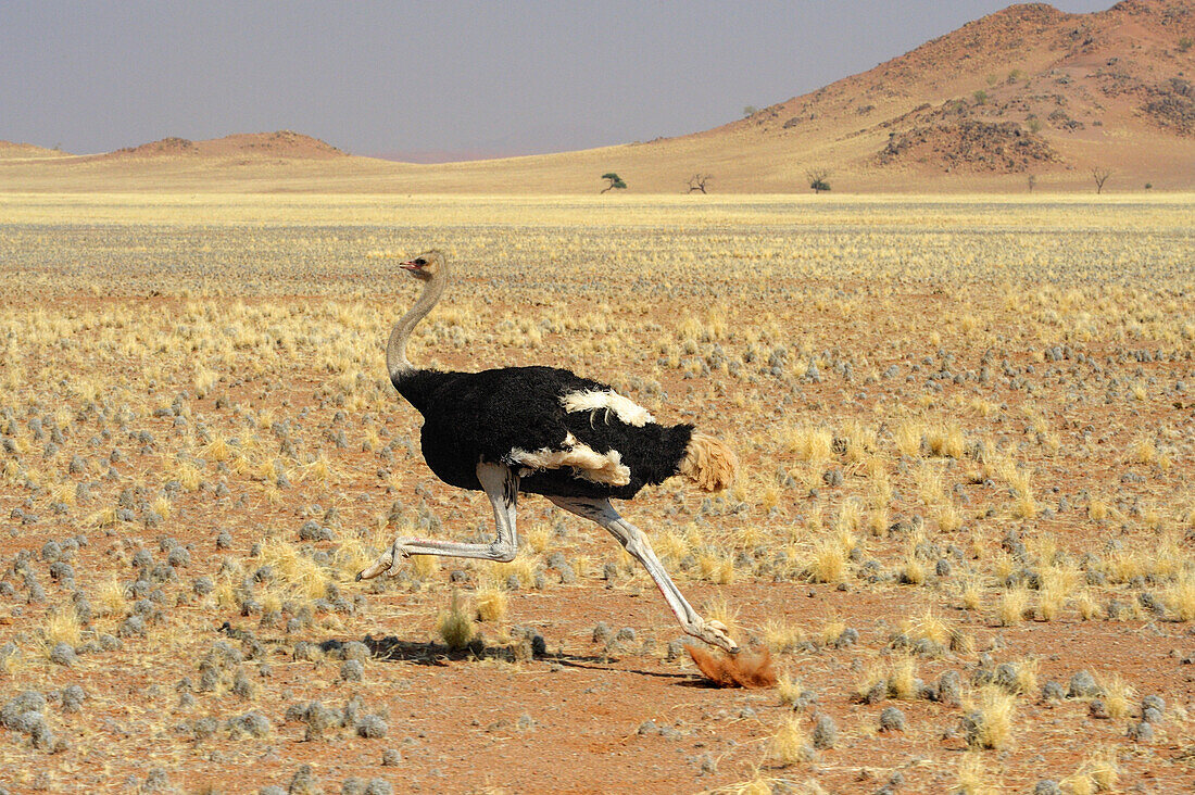Strauß läuft durch Savanne, Strauß, Struthio camelus, Namib Rand Nature Reserve, Namibwüste, Namibia