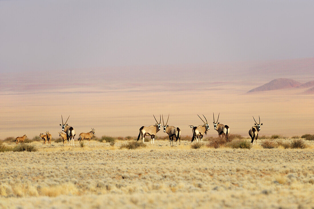 Herde Oryx mit Jungen steht in Savanne, Oryx, Oryx gazella, Namibwüste, Namibia