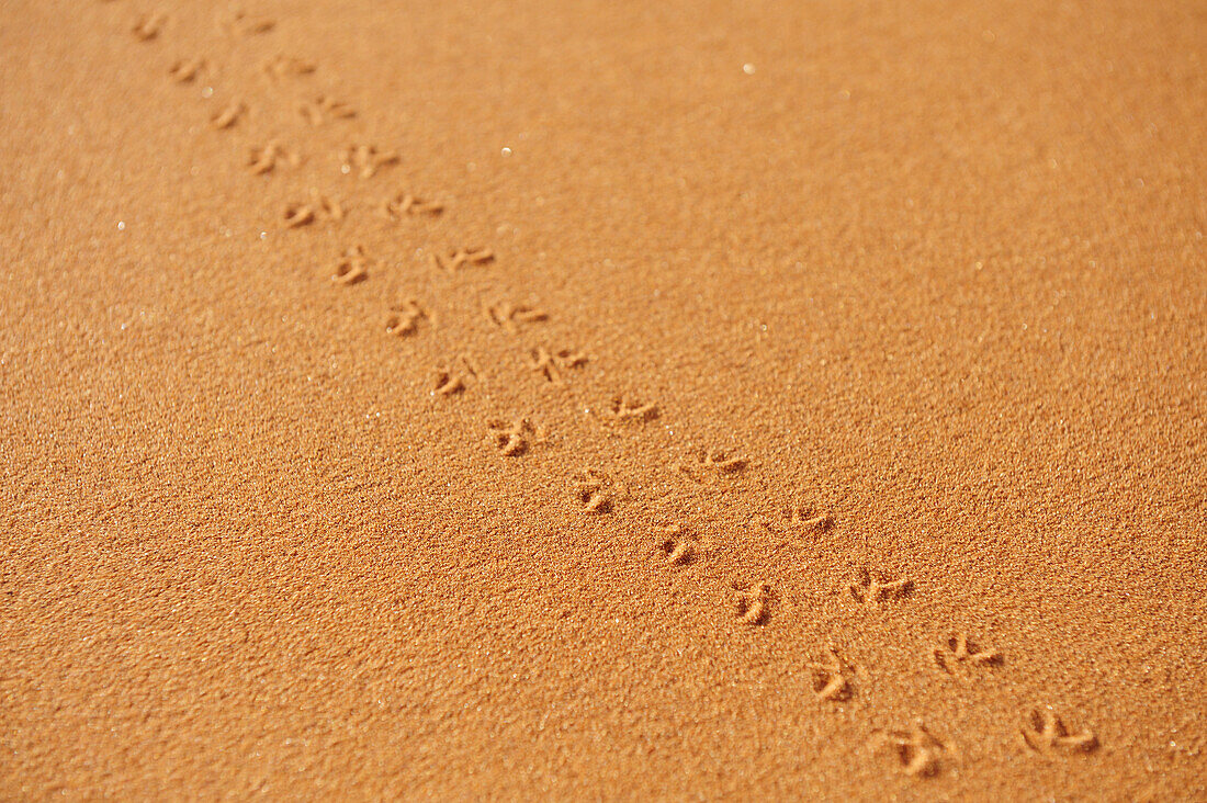 Tierspur in rotem Sand, Namibwüste, Namibia