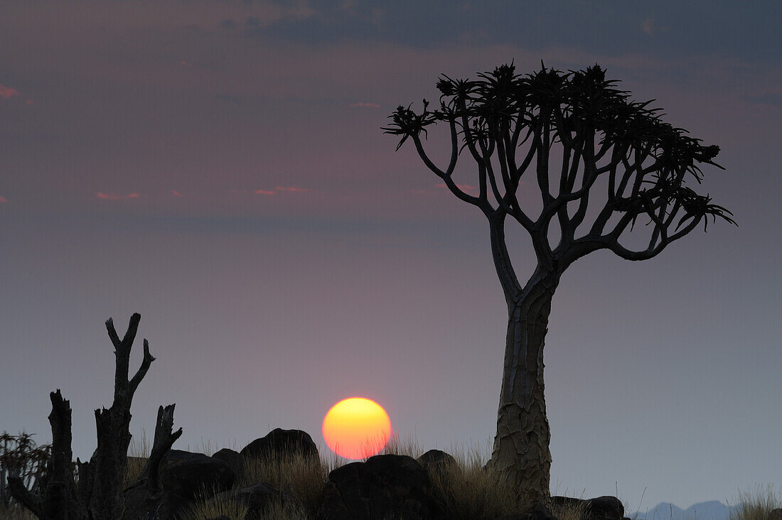 Köcherbaum mit untergehender Sonne, Aloe dichotoma, Köcherbaumwald, Keetmanshoop, Namibia