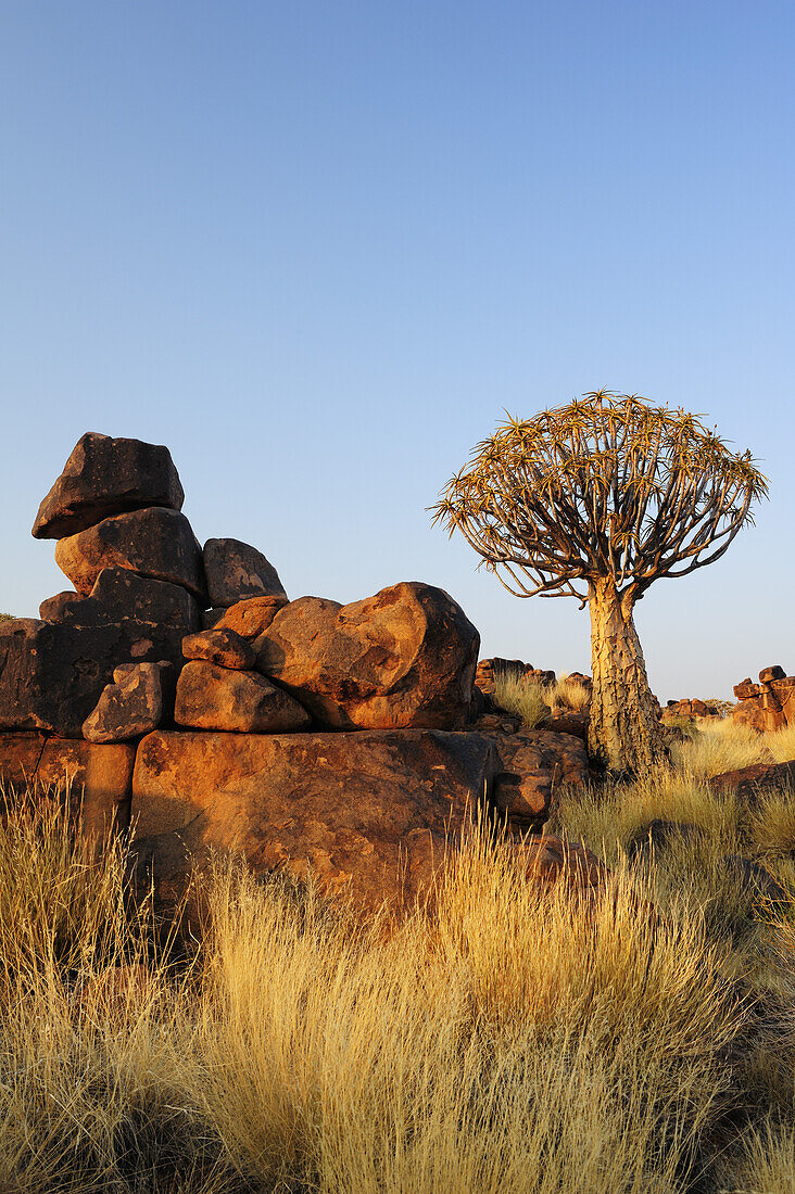 Köcherbaum neben Felsturm, Aloe dichotoma, Köcherbaumwald, Keetmanshoop, Namibia