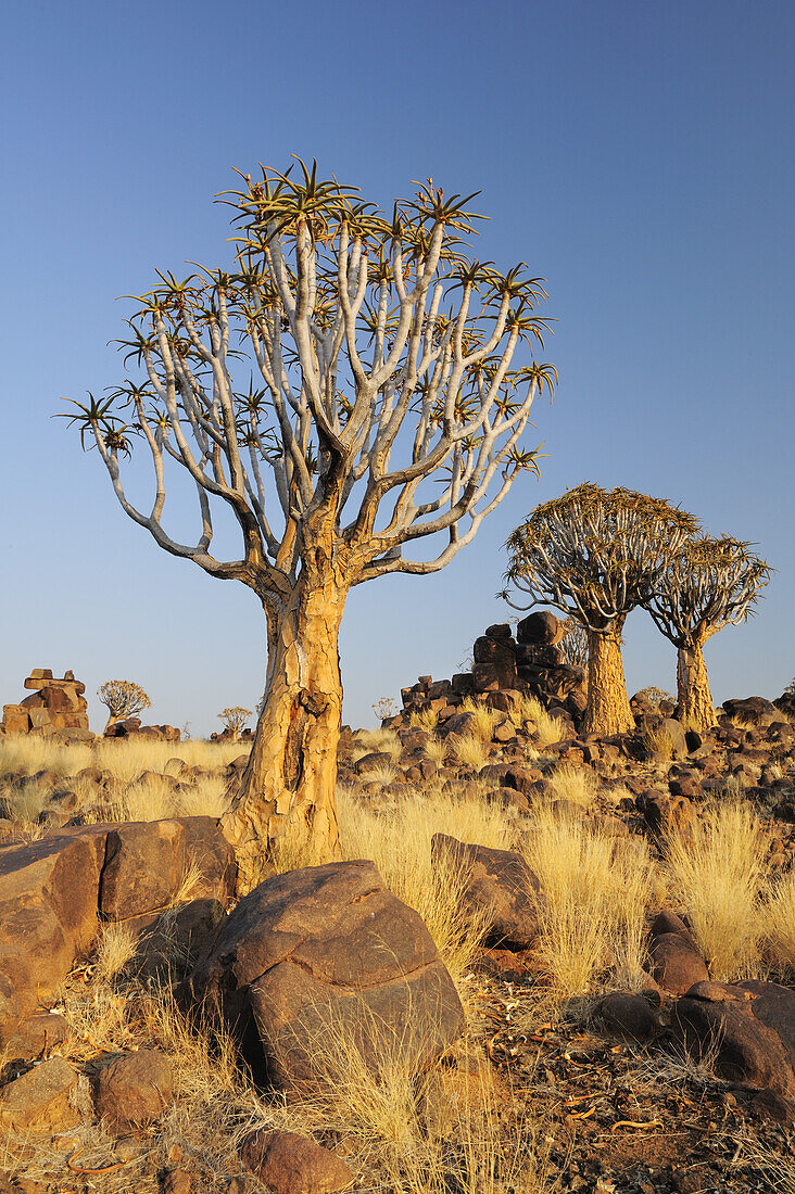 Köcherbaum im Köcherbaumwald, Aloe dichotoma, Köcherbaumwald, Keetmanshoop, Namibia