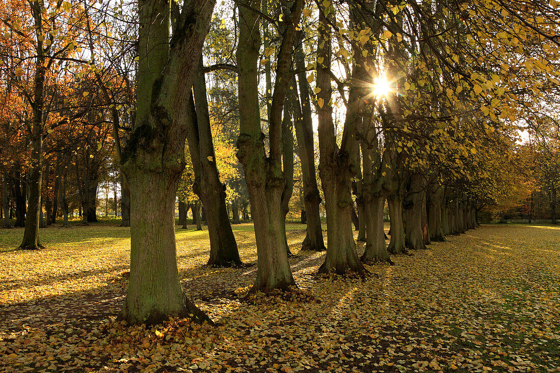 Lindenallee im Schlosspark, Schlemmin, Mecklenburg-Vorpommern, Deutschland