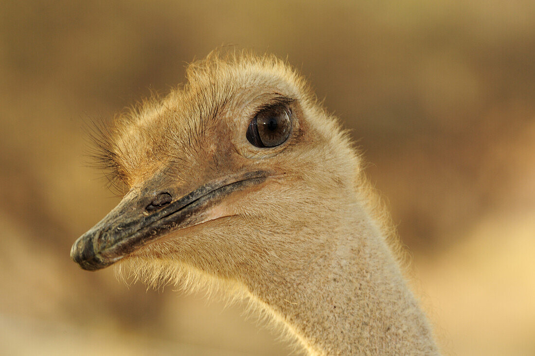 Strauß, Struthio camelus, Kalahari, Namibia