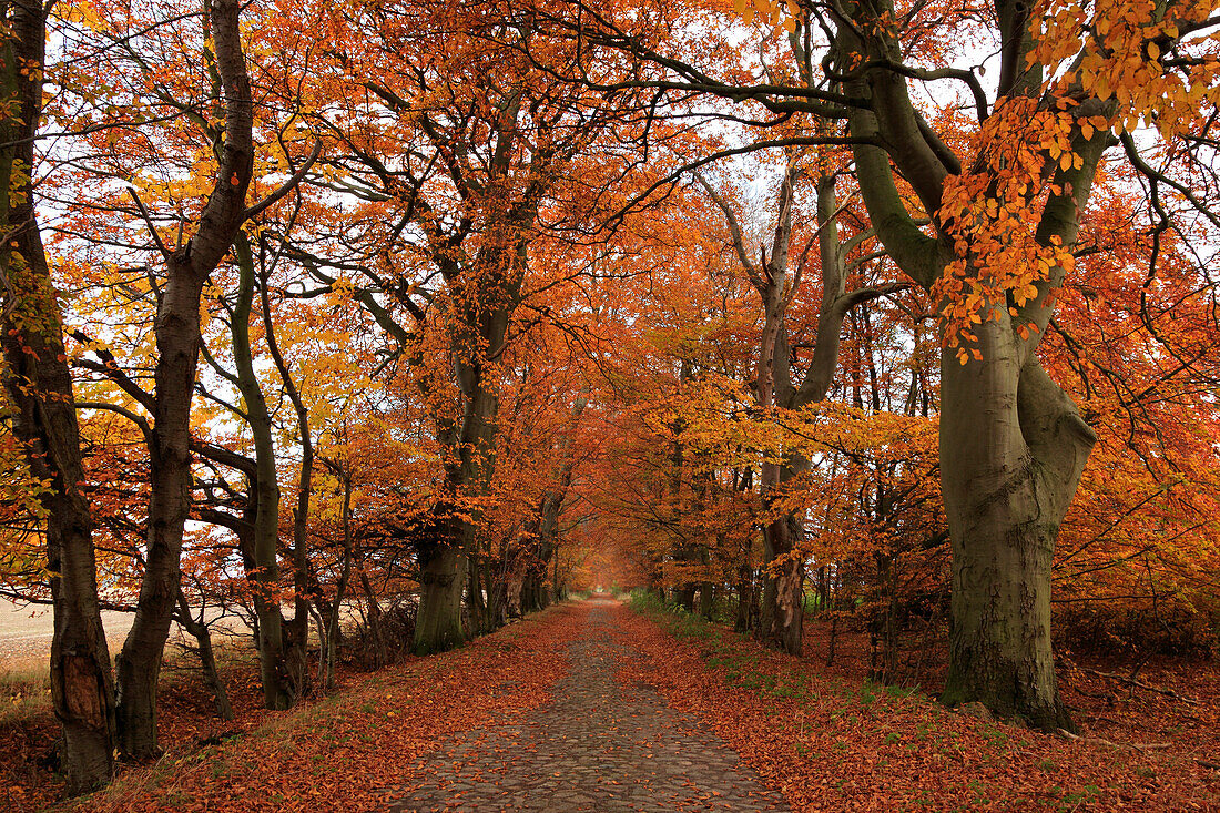 Beech alley, near Zirkow, Rügen island, Baltic Sea, Mecklenburg-Western Pomerania, Germany