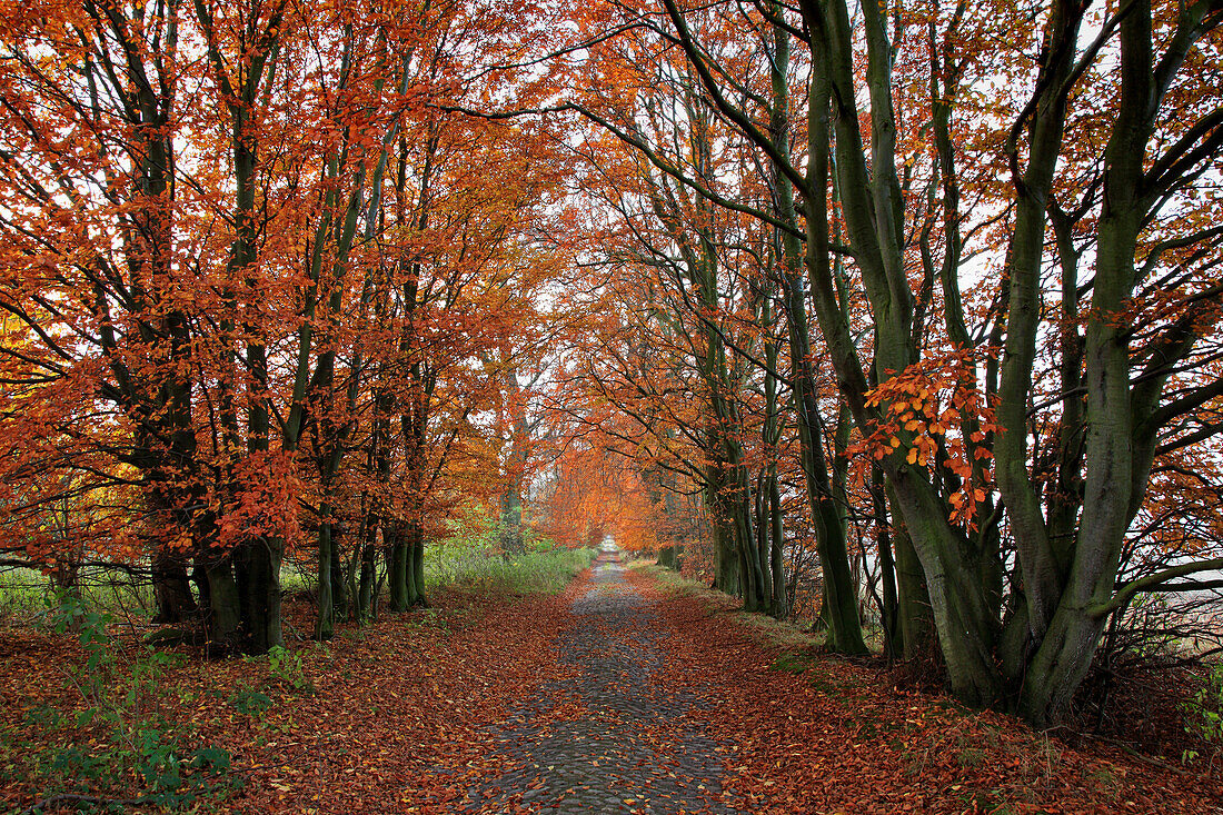 Buchenallee bei Zirkow, Insel Rügen,Ostsee, Mecklenburg-Vorpommern, Deutschland