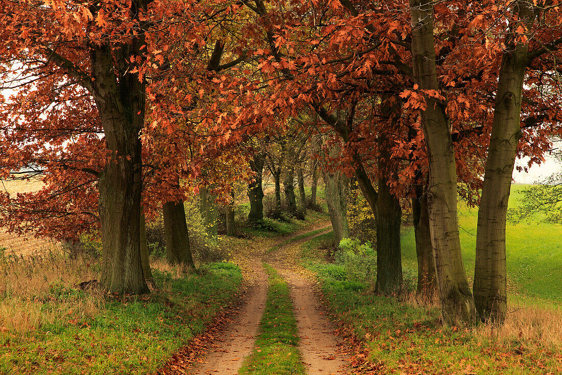 Red oak alley, near Dobbin, Mecklenburg-Western Pomerania, Germany