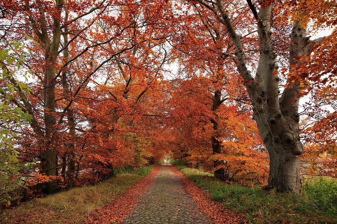 Beech alley near Zirkow, Rugen island, Mecklenburg-Western Pomerania, Germany