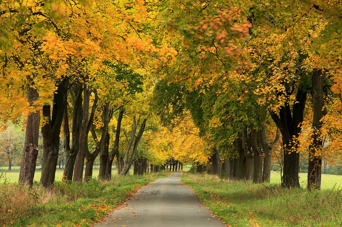 Maple alley, near Hofgeismar, Hesse, Germany