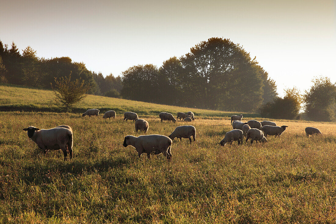 Schafe im Morgenlicht, bei Lichtenstein, Schwäbische Alb, Baden-Württemberg, Deutschland