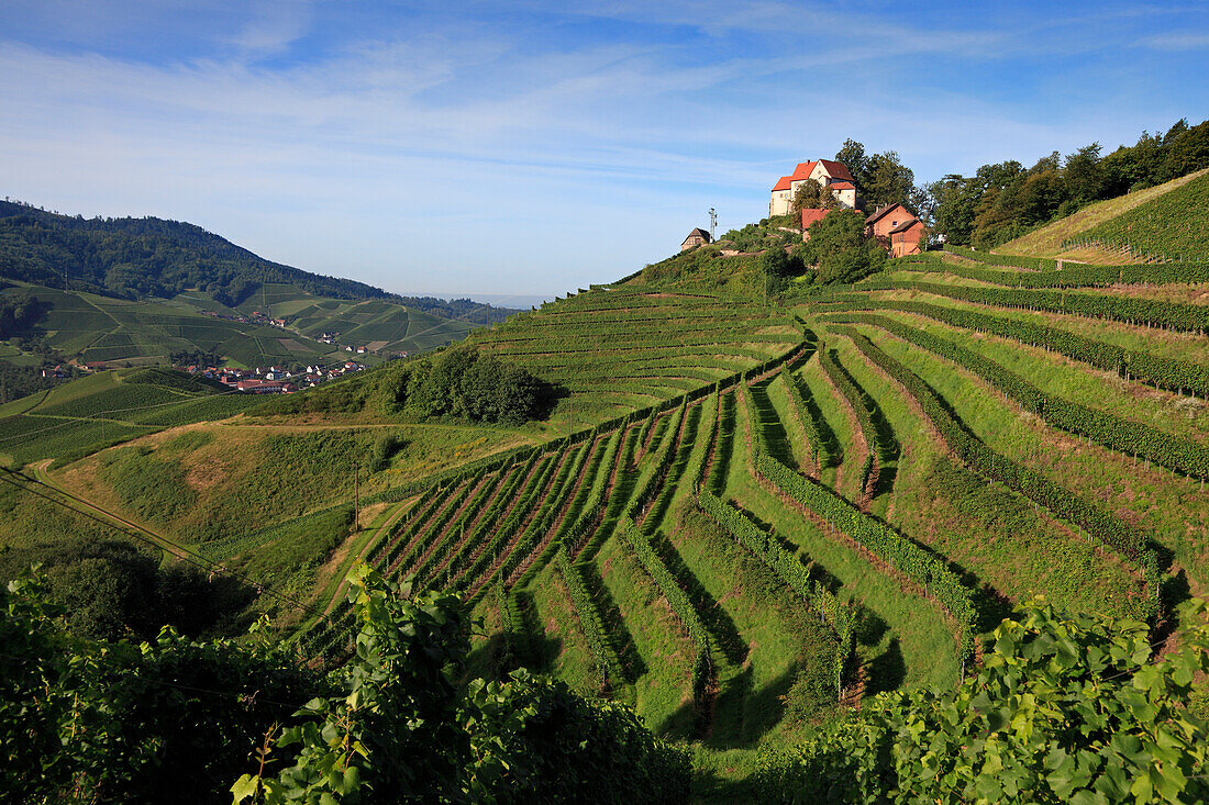 Schloss Staufenberg, bei Durbach, Ortenau, Mittlerer Schwarzwald, Baden-Württemberg, Deutschland