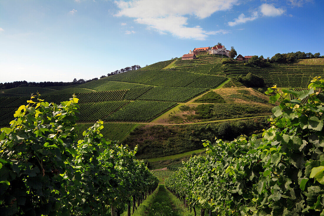 Schloss Staufenberg, bei Durbach, Ortenau, Mittlerer Schwarzwald, Baden-Württemberg, Deutschland