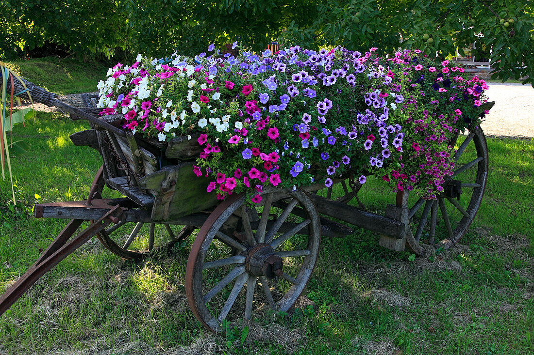 Carriage decorated with flowers, Oberrotweil, Kaiserstuhl, Breisgau, Black Forest, Baden-Württemberg, Germany