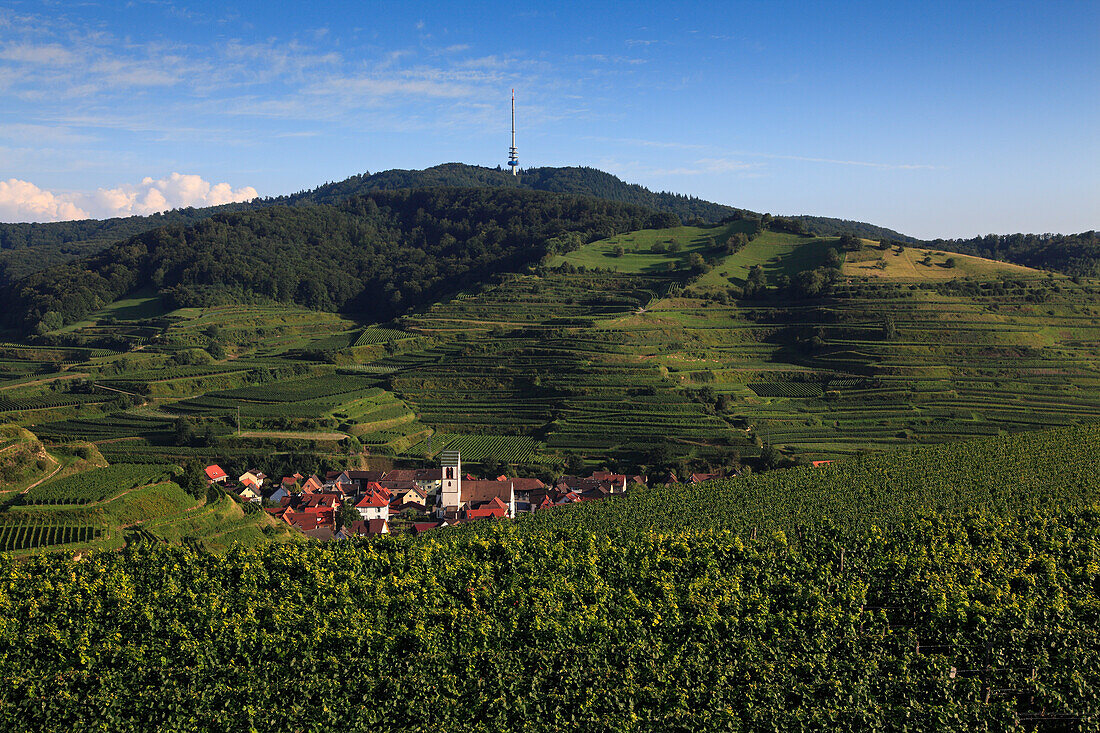 View from the vineyards to Oberbergen, Kaiserstuhl, Breisgau, Black Forest, Baden-Württemberg, Germany