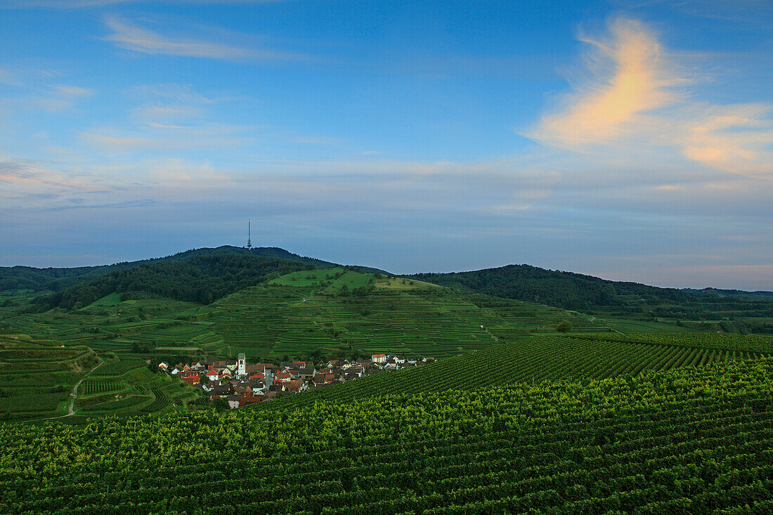 Blick über Weinberge auf Oberbergen, Vogtsburg im Kaiserstuhl, Schwarzwald, Baden-Württemberg, Deutschland