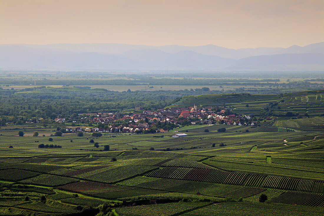 Blick über die Weinberge auf Burkheim mit der Rheinebene und den Vogesen im Hintergrund, Kaiserstuhl, Breisgau, Südlicher Schwarzwald, Baden-Württemberg, Deutschland