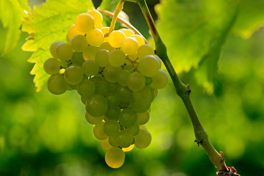 Grapes, Kaiserstuhl range, Black Forest, Baden-Wuerttemberg, Germany