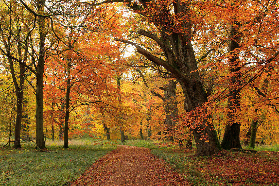 Palace garden in autumn, Schlemmin, Mecklenburg-Western Pomerania, Germany